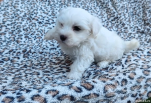 Pui de Bichon - imagine 2