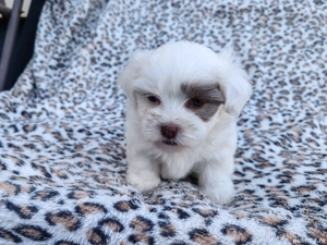 Pui de Bichon - imagine 3