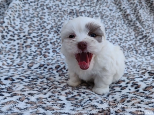 Pui de Bichon - imagine 4