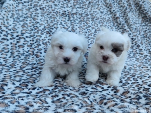 Pui de Bichon
