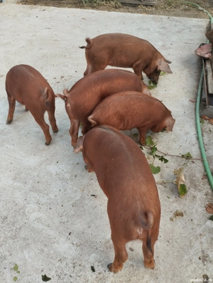 Vind purceii Duroc originală  - imagine 3