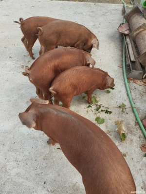 Vind purceii Duroc originală  - imagine 2
