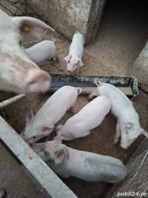 Vând purcei - imagine 2 Vând purcei - imagine 2