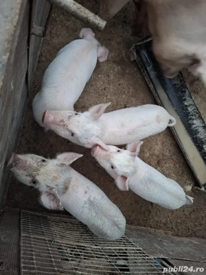 Vând purcei - imagine 3 Vând purcei - imagine 3