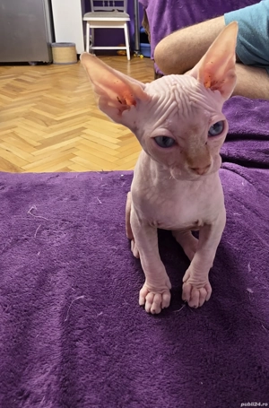 Vand motan sfinx - imagine 2 Vand motan sfinx - imagine 2