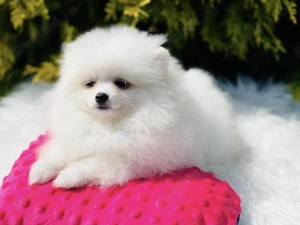 Disponibili pui Pomeranian mini toy