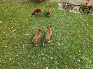 catei boxer german  - imagine 7 catei boxer german  - imagine 7