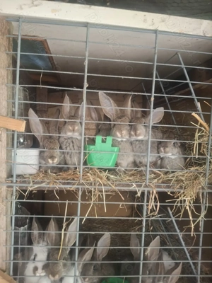 Vând iepuri de diferite vârste și diferite rase ,la preturi diferite - imagine 3 Vând iepuri de diferite vârste și diferite rase ,la preturi diferite - imagine 3