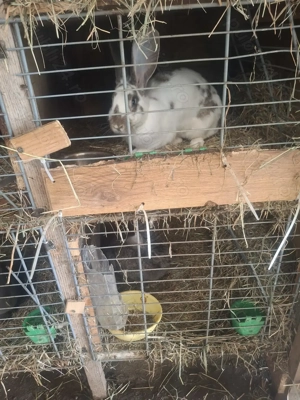 Vând iepuri de diferite vârste și diferite rase ,la preturi diferite - imagine 2 Vând iepuri de diferite vârste și diferite rase ,la preturi diferite - imagine 2