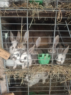 Vând iepuri de diferite vârste și diferite rase ,la preturi diferite - imagine 4 Vând iepuri de diferite vârste și diferite rase ,la preturi diferite - imagine 4