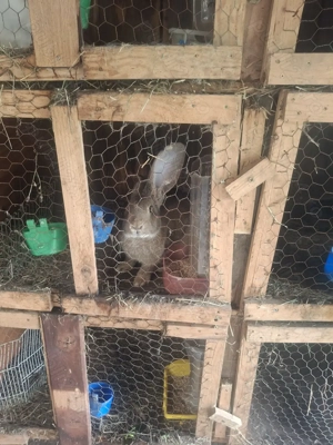 Vând iepuri de diferite vârste și diferite rase ,la preturi diferite - imagine 5 Vând iepuri de diferite vârste și diferite rase ,la preturi diferite - imagine 5