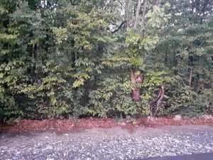 Teren Intravilan Constructii Caransebes - zona Teius - imagine 3 Teren Intravilan Constructii Caransebes - zona Teius - imagine 3