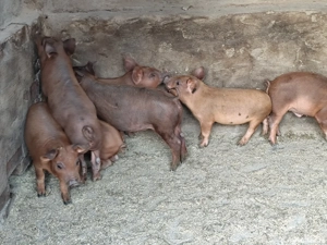 Purcei Bazna și Duroc - imagine 4