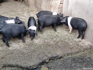 Purcei Bazna și Duroc