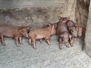 Purcei Bazna și Duroc - imagine 3