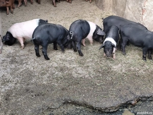 Purcei Bazna și Duroc - imagine 5