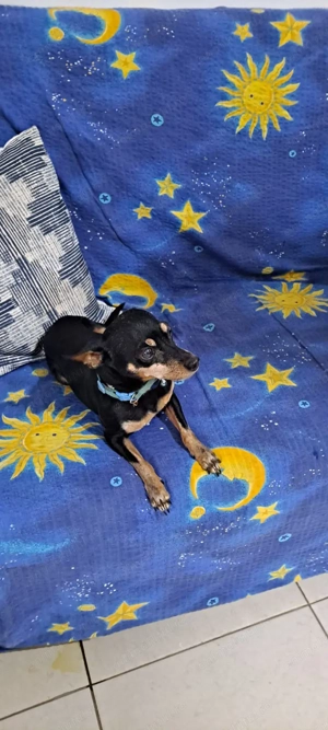 Pinscher pitic pui 6 saptamani