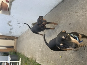 Pinscher pitic pui 6 saptamani - imagine 2