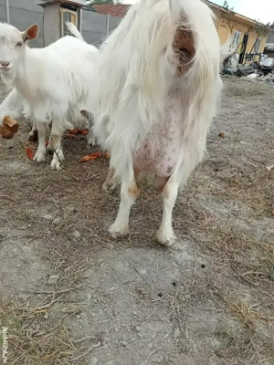 vând capre si iezi - imagine 2