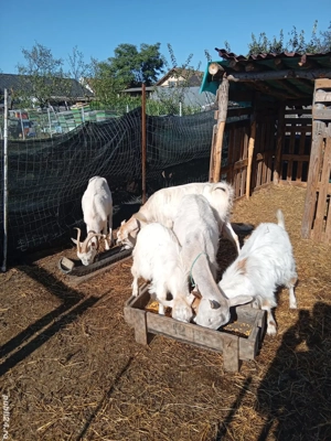 vând capre si iezi - imagine 4