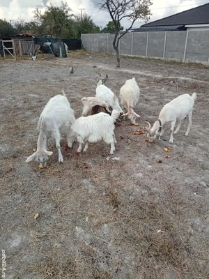 vând capre si iezi - imagine 3