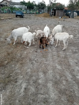 vând capre si iezi - imagine 5