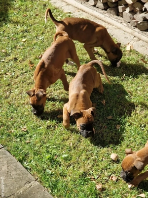 catei boxer german  - imagine 5 catei boxer german  - imagine 5