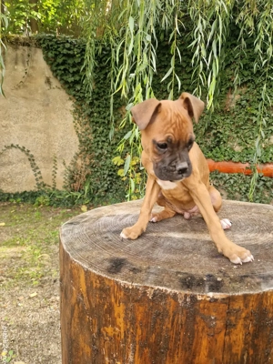 catei boxer german  - imagine 8 catei boxer german  - imagine 8