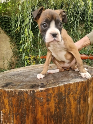 catei boxer german  - imagine 6 catei boxer german  - imagine 6