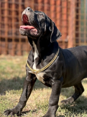 Căței cane corso cu pedigree tip A  - imagine 3 Căței cane corso cu pedigree tip A  - imagine 3