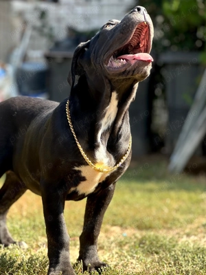 Căței cane corso cu pedigree tip A  - imagine 4 Căței cane corso cu pedigree tip A  - imagine 4