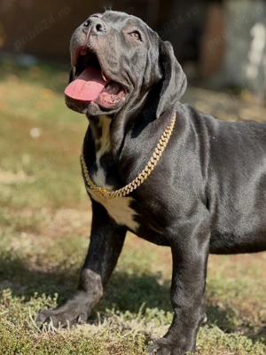 Căței cane corso cu pedigree tip A  - imagine 2 Căței cane corso cu pedigree tip A  - imagine 2