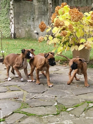 catei boxer german  - imagine 3 catei boxer german  - imagine 3