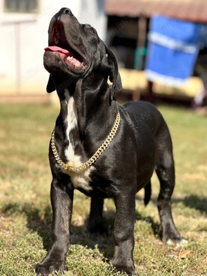 Căței cane corso cu pedigree tip A  - imagine 7 Căței cane corso cu pedigree tip A  - imagine 7