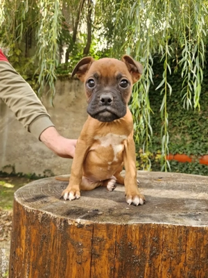 catei boxer german  - imagine 4 catei boxer german  - imagine 4