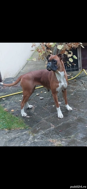 catei boxer german  - imagine 9 catei boxer german  - imagine 9