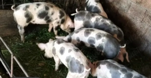 Șoldanei rasa de carne 