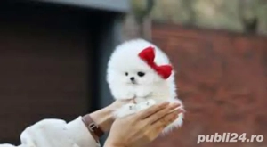 pomeranian  talie foarte mica