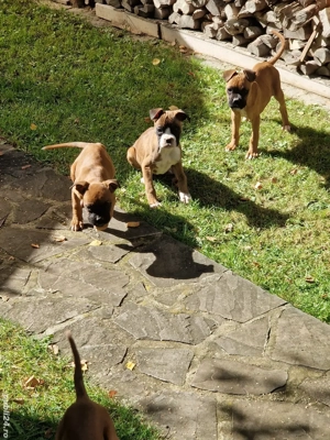 catei boxer german  - imagine 10 catei boxer german  - imagine 10