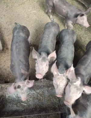 Șoldani petran disponibil  - imagine 2 Șoldani petran disponibil  - imagine 2