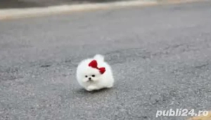 pomeranian  talie foarte mica - imagine 2