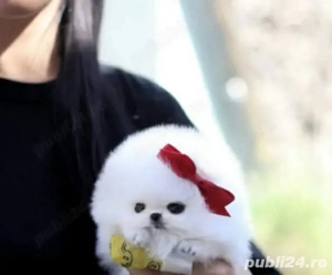 pomeranian  talie foarte mica - imagine 3