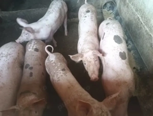 Soldani rasa de carne 