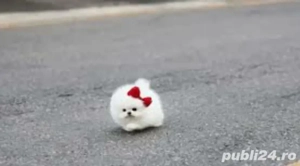 pomeranian  talie foarte mica - imagine 4