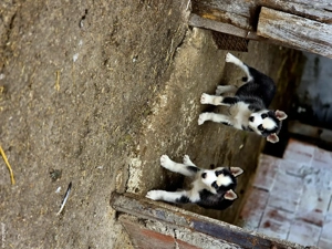 vand cățeluși hasky