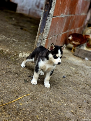 vand cățeluși hasky  - imagine 2