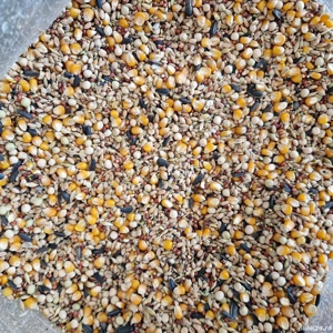 Hrana pasari   porumbei * Amestec de cereale si seminte *