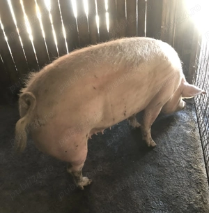 Vînd scroafă marele alb - imagine 3