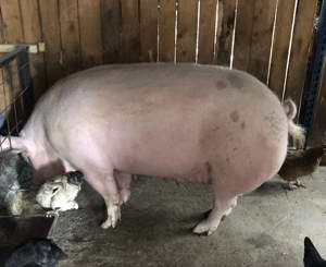 Vînd scroafă marele alb - imagine 2