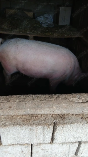 Vând porci - imagine 3